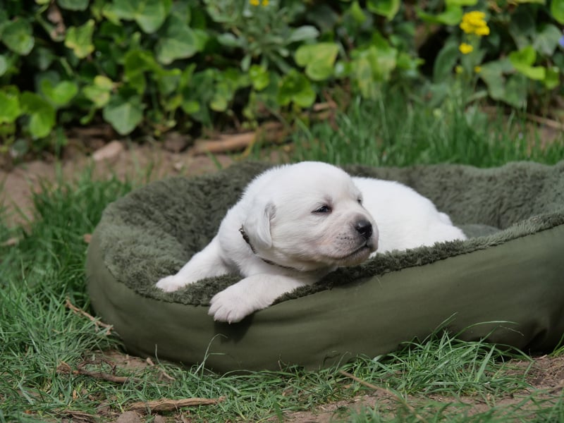 Labrador Retriever vom Waldgarten Frau Braun
