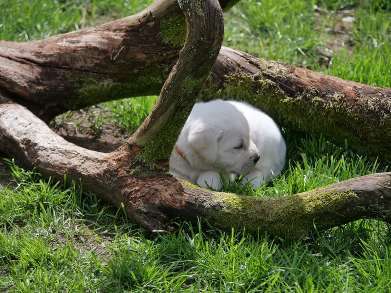 Labrador Retriever vom Waldgarten Frau Orange
