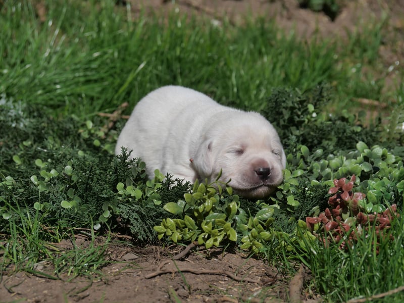 Labrador Retriever vom Waldgarten Frau Orange