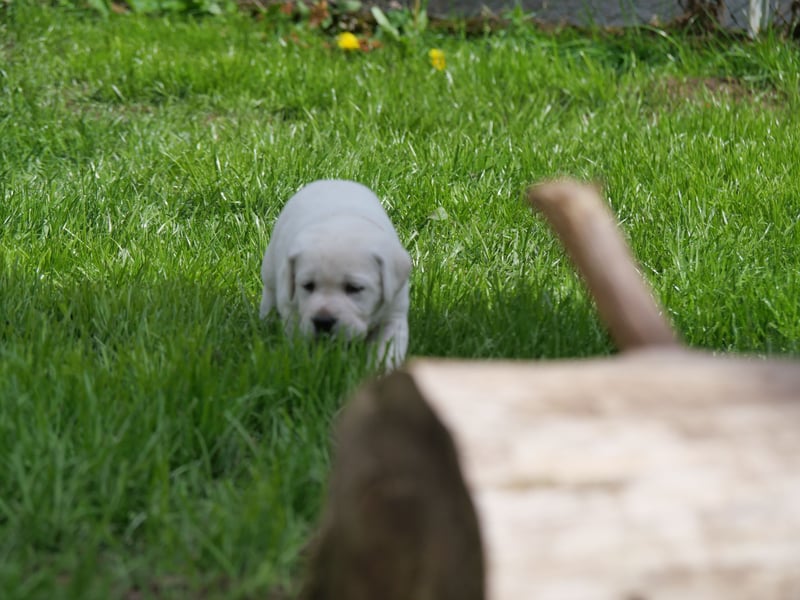 Labrador Retriever vom Waldgarten Frau Orange