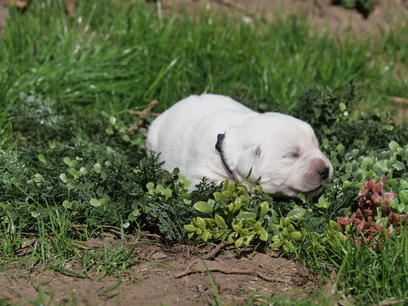 Labrador Retriever vom Waldgarten Frau Dunkelblau