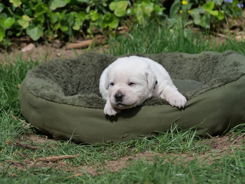 Labrador Retriever vom Waldgarten Frau Dunkelblau