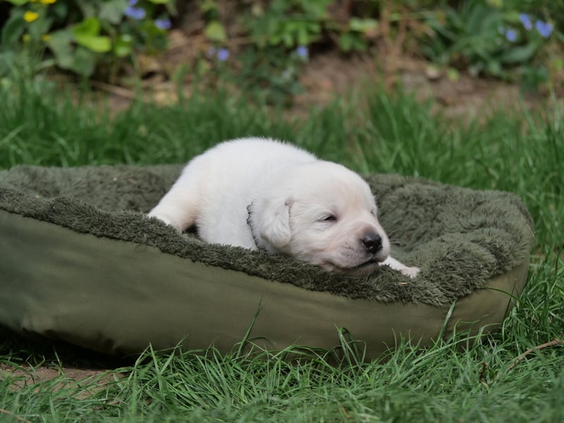 Labrador Retriever vom Waldgarten Herr Armeegrün
