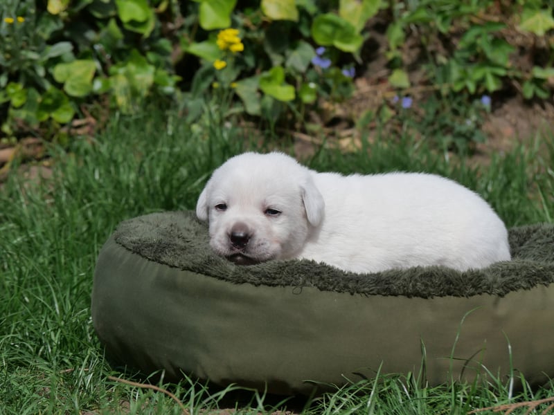 Labrador Retriever vom Waldgarten Herr Dunkelblau