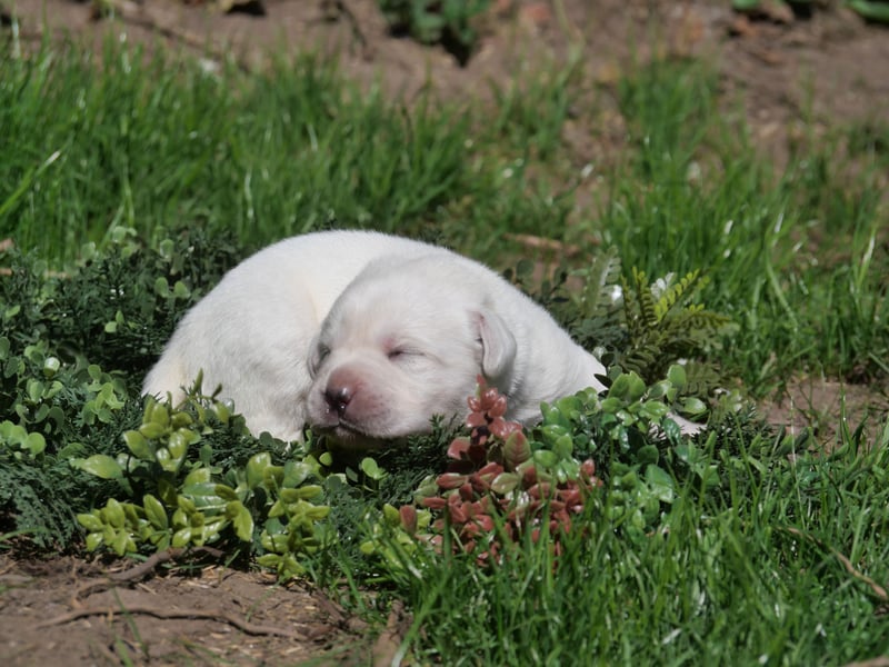 Labrador Retriever vom Waldgarten Frau Weiß