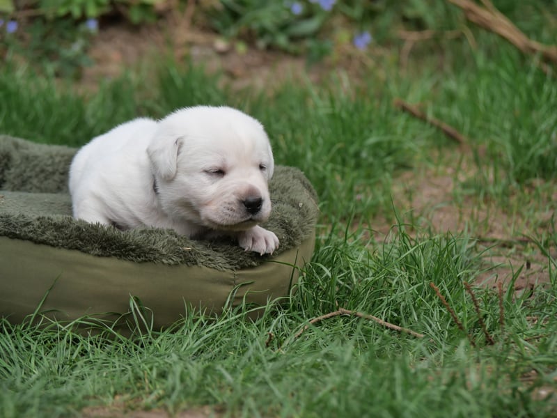 Labrador Retriever vom Waldgarten Herr Grau