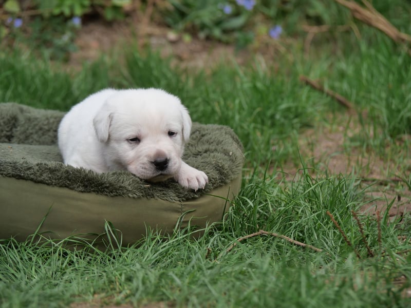 Labrador Retriever vom Waldgarten Herr Grau
