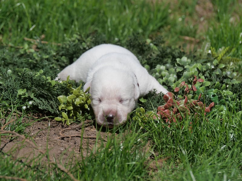 Labrador Retriever vom Waldgarten Herr Dunkelrot