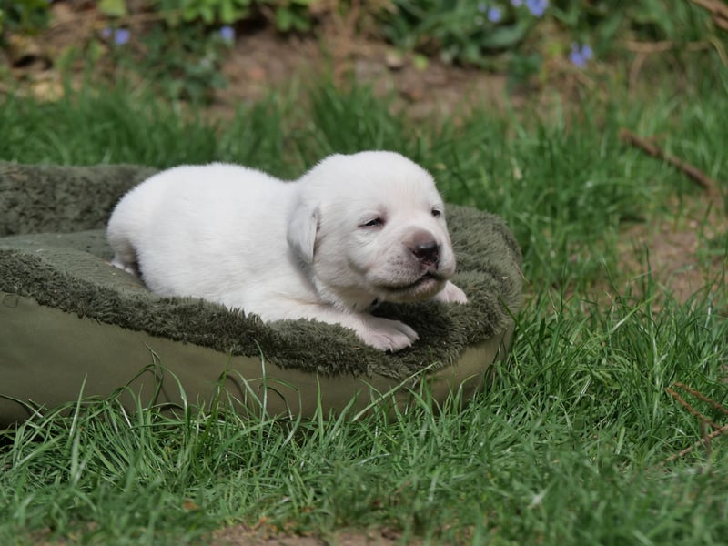 Labrador Retriever vom Waldgarten Herr Dunkelblau