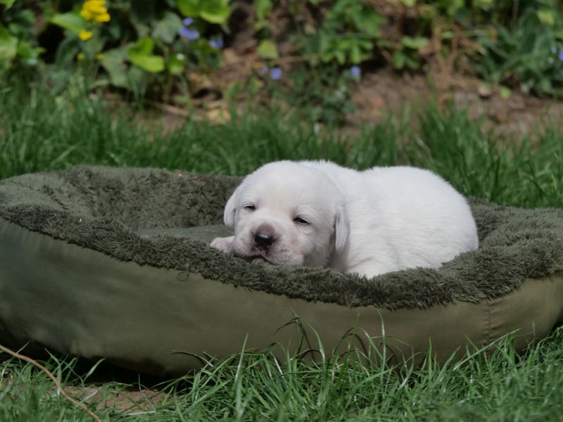 Labrador Retriever vom Waldgarten Herr Dunkelblau