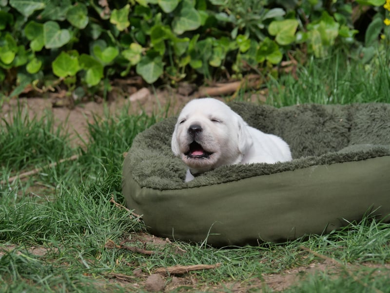 Labrador Retriever vom Waldgarten Frau Braun