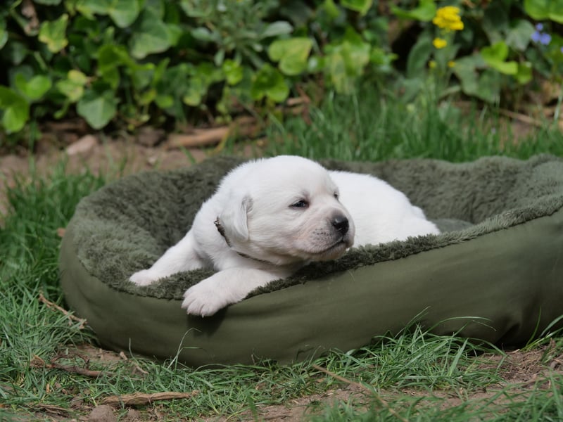 Labrador Retriever vom Waldgarten Frau Braun