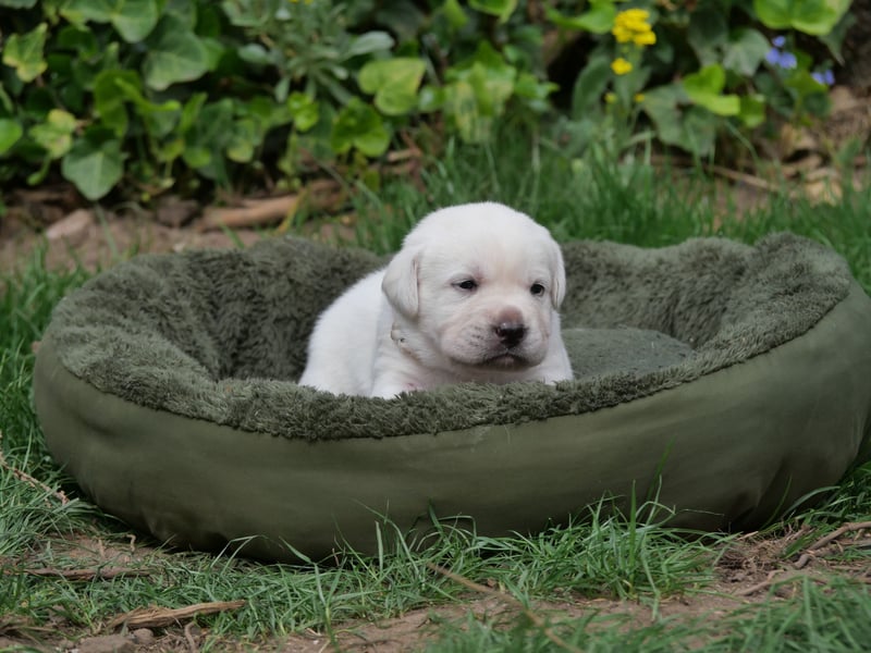 Labrador Retriever vom Waldgarten Frau Weiß