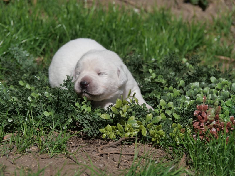 Labrador Retriever vom Waldgarten Herr Armeegrün