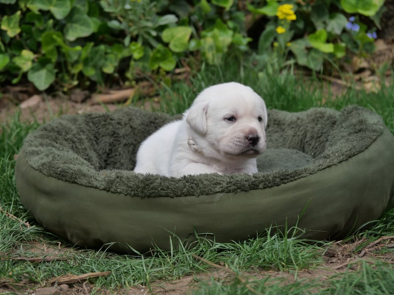 Labrador Retriever vom Waldgarten Frau Weiß