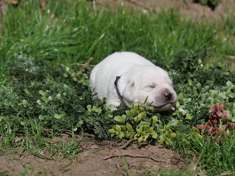 Labrador Retriever vom Waldgarten Frau Dunkelblau