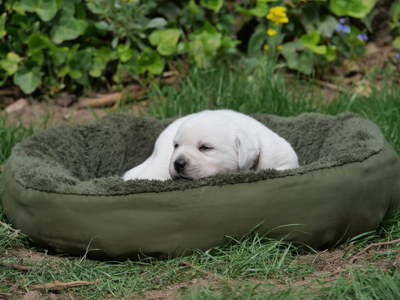 Labrador Retriever vom Waldgarten Frau Braun