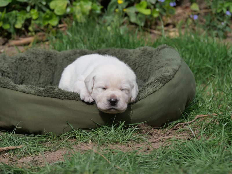 Labrador Retriever vom Waldgarten Frau Orange