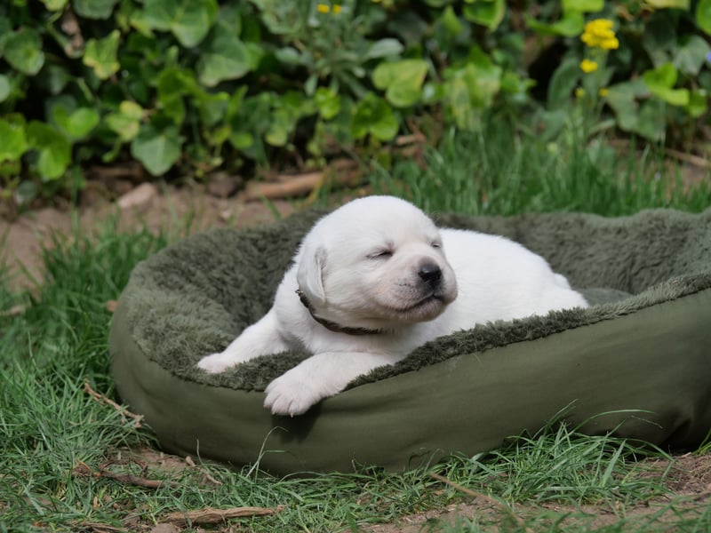 Labrador Retriever vom Waldgarten Frau Braun