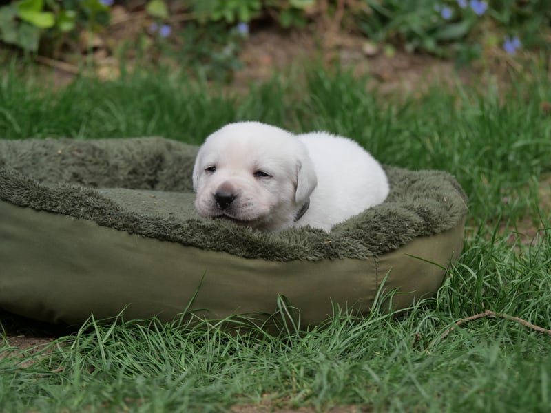Labrador Retriever vom Waldgarten Herr Grau