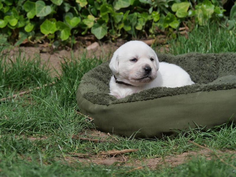 Labrador Retriever vom Waldgarten Frau Braun