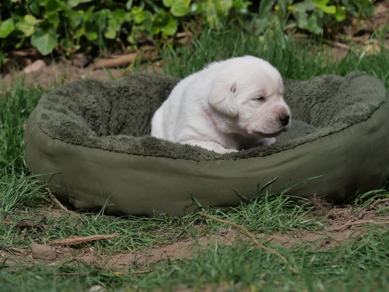Labrador Retriever vom Waldgarten Frau Orange