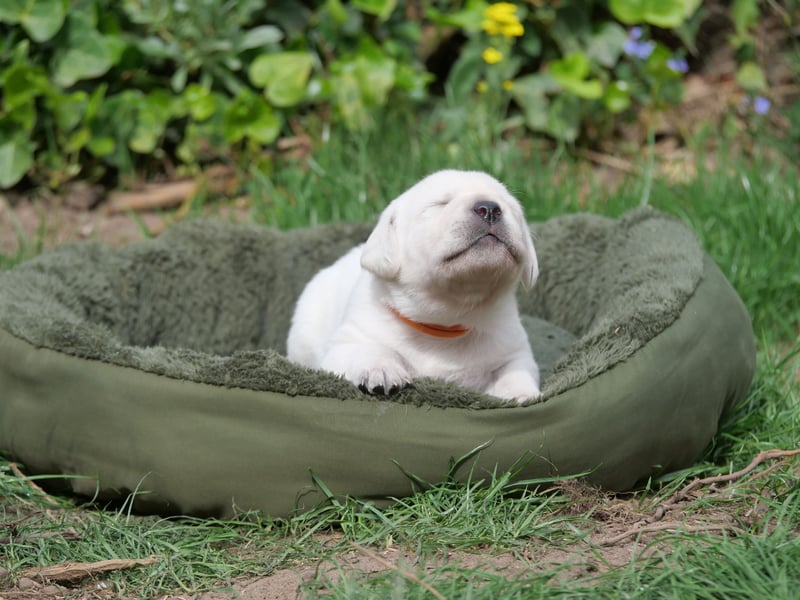 Labrador Retriever vom Waldgarten Frau Orange