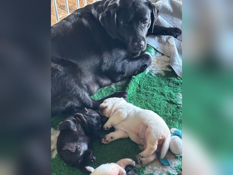 Labrador Welpen