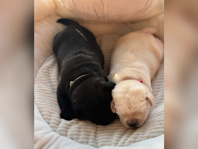 Labrador Welpen