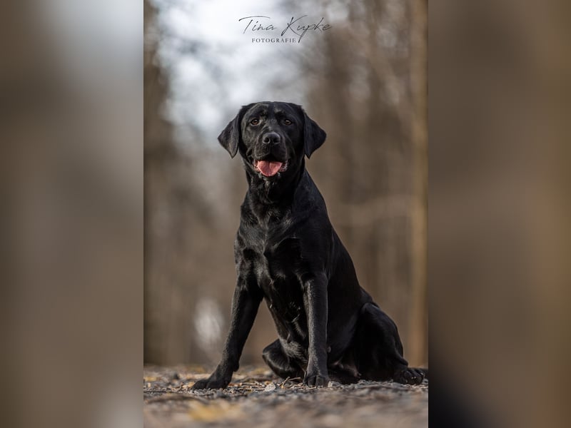 Labrador Retriever Welpe - Rüde schwarz