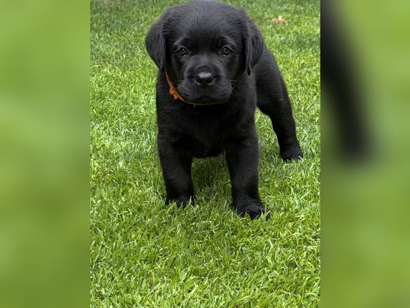 Labrador Retriever Welpe - Rüde schwarz