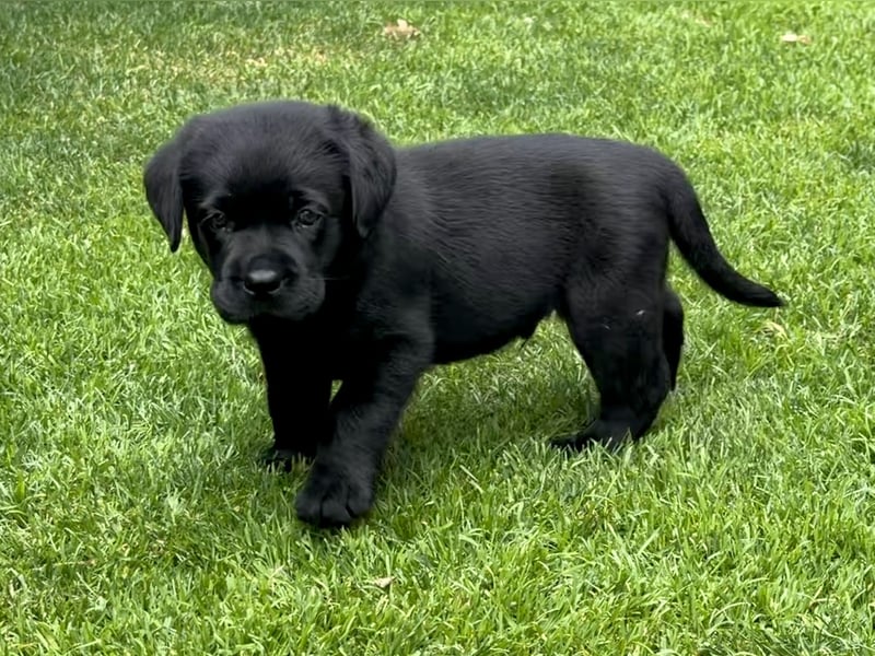 Labrador Retriever Welpe - Rüde schwarz