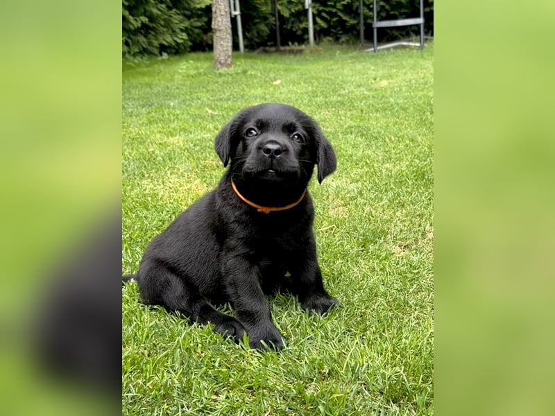 Labrador Retriever Welpe - Rüde schwarz