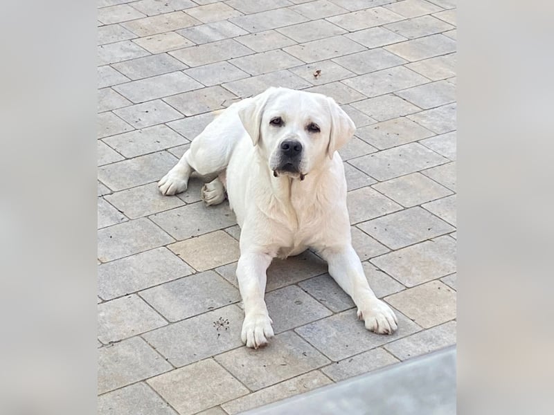 Labrador Retriever Welpe - Rüde schwarz