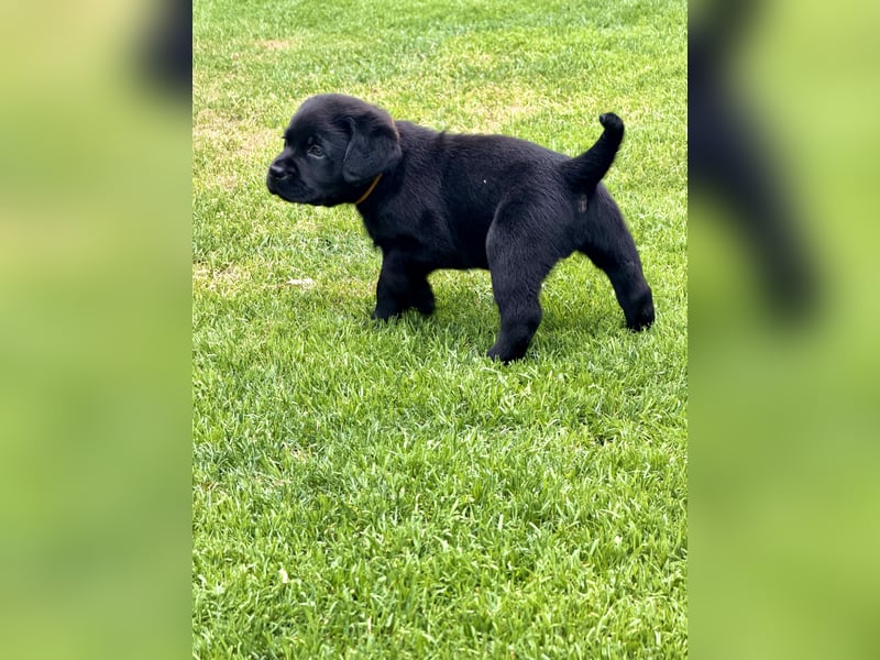 Labrador Retriever Welpe - Rüde schwarz