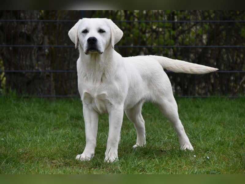 Labrador Retriever Welpe - Rüde schwarz
