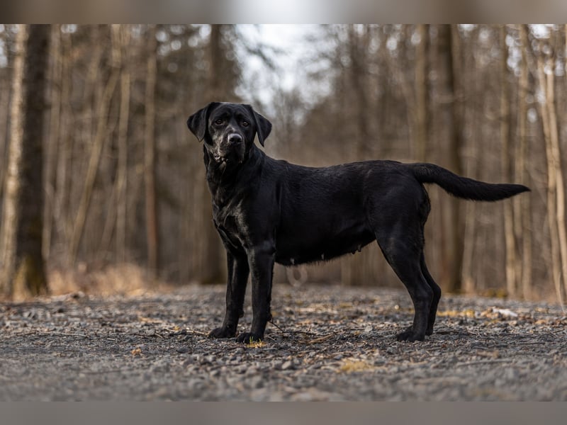 Labrador Retriever Welpe - Rüde schwarz
