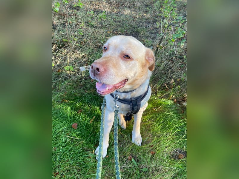  Liebevolles Zuhause für 8-jährigen Labrador gesucht 