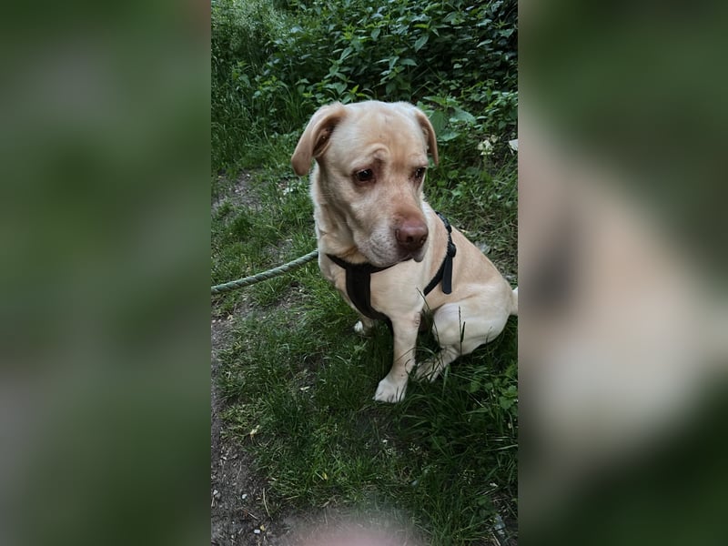 Liebevolles Zuhause für 8-jährigen Labrador gesucht 