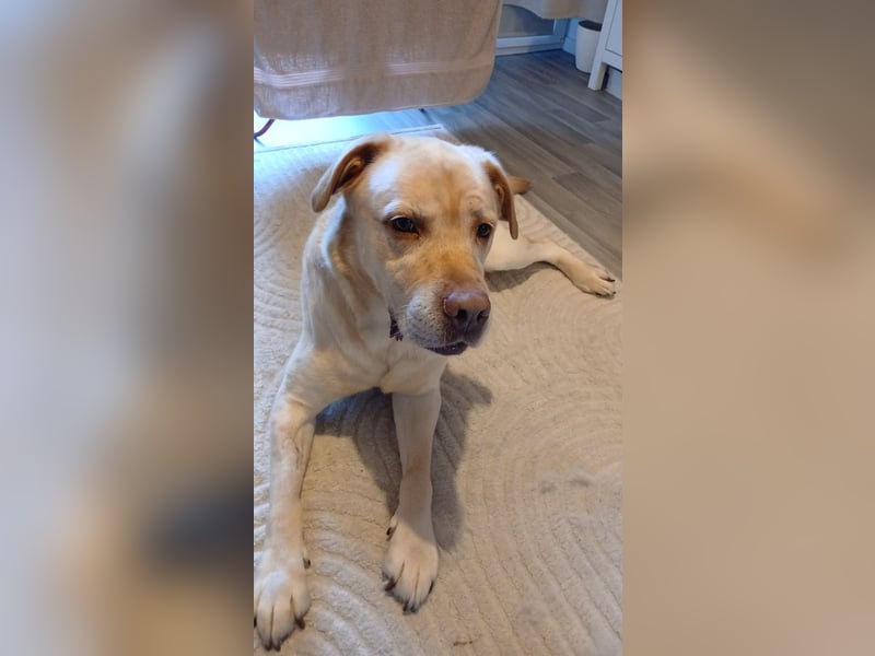  Liebevolles Zuhause für 8-jährigen Labrador gesucht 