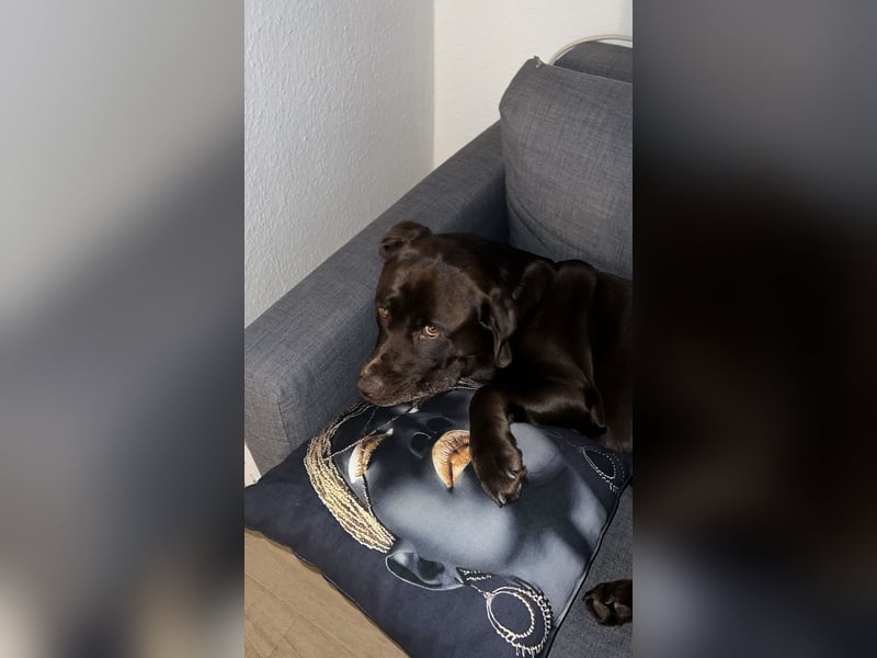 Labrador Milo sucht ein neues Zuhause
