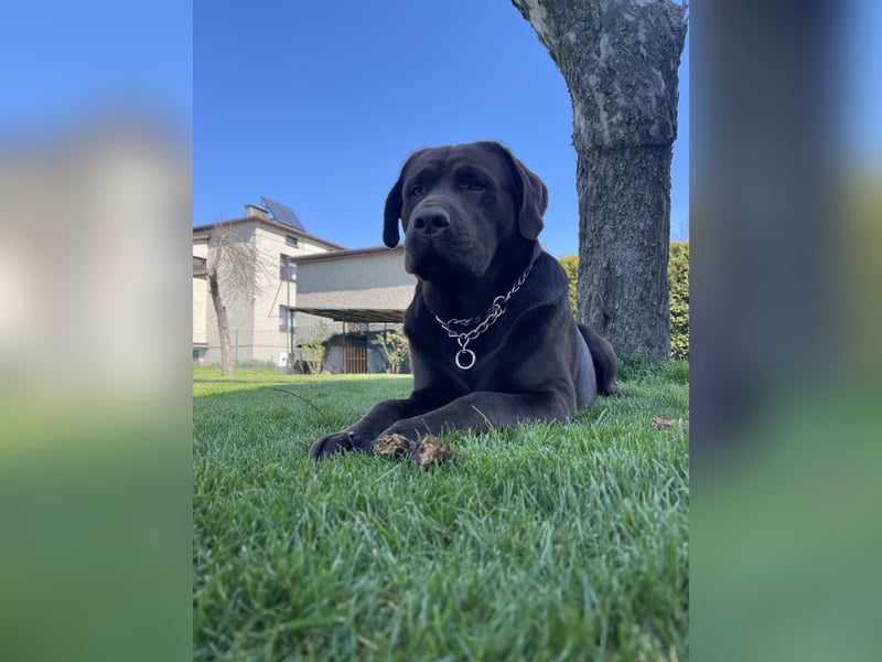 Labrador Milo sucht ein neues Zuhause