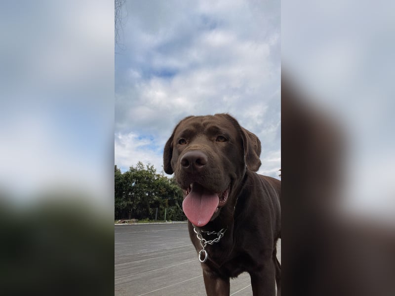 Labrador Milo sucht ein neues Zuhause