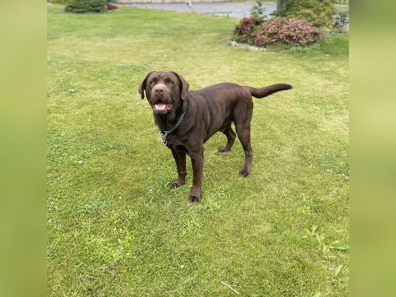 Labrador Milo sucht ein neues Zuhause