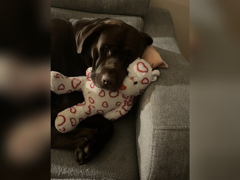 Labrador Milo sucht ein neues Zuhause