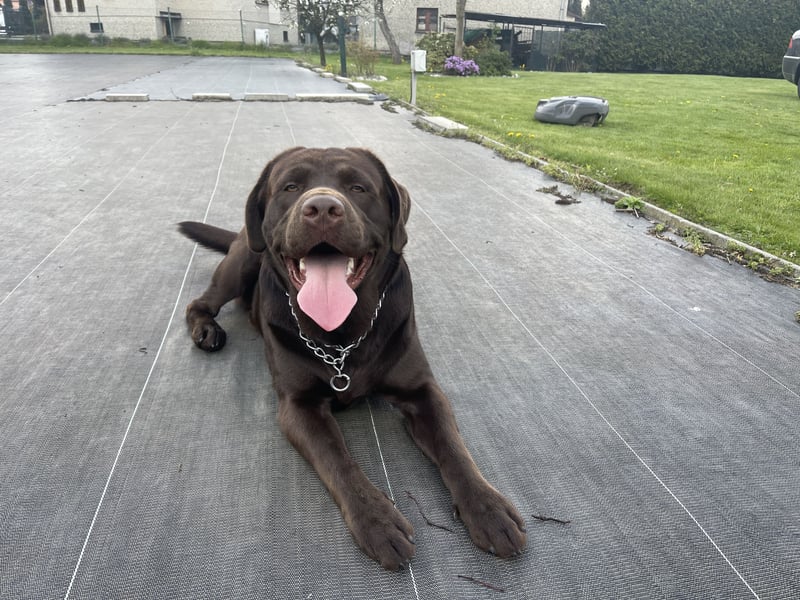 Labrador Milo sucht ein neues Zuhause
