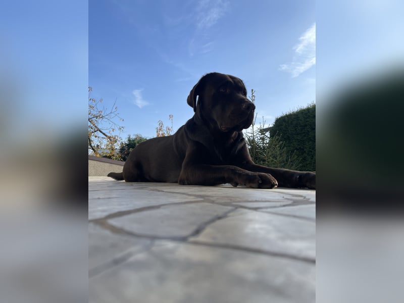 Labrador Milo sucht ein neues Zuhause