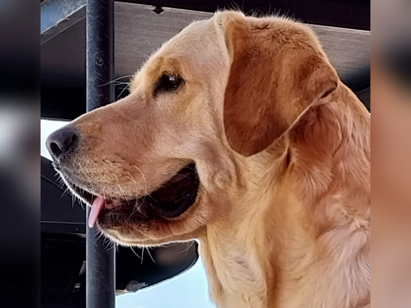 Welpen Nova Scotia Duck Tolling Retriever X Labrador Retriever Blond