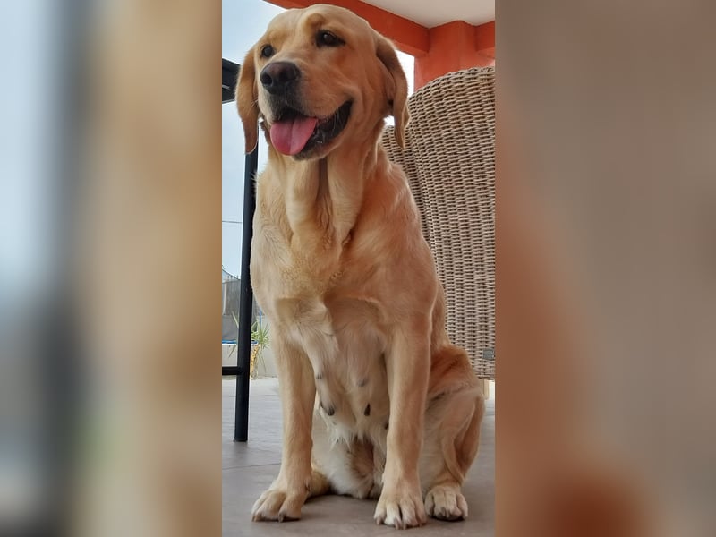 Welpen Nova Scotia Duck Tolling Retriever X Labrador Retriever Blond