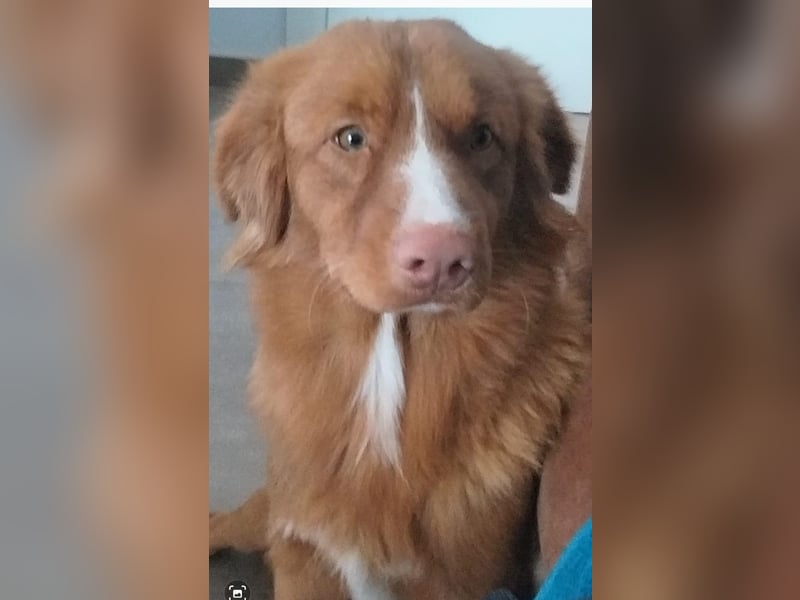 Welpen Nova Scotia Duck Tolling Retriever X Labrador Retriever Blond